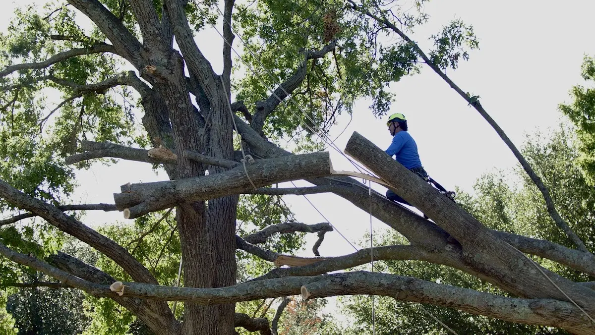 Professional Crown Thinning performed by certified arborists in Loraine