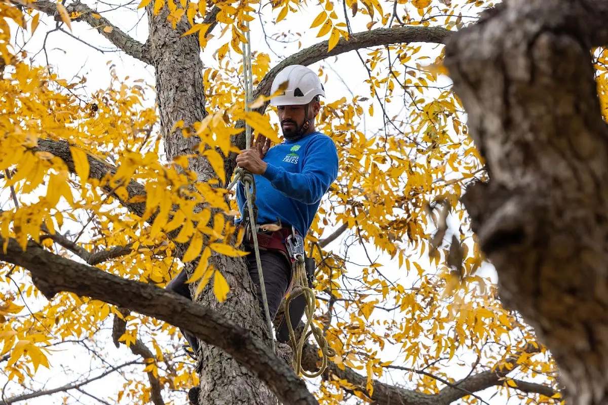 Skilled Emergency Tree Service crew working in Loraine